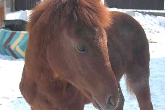 Верховая Племенная лошадь Костанайской породы Астана