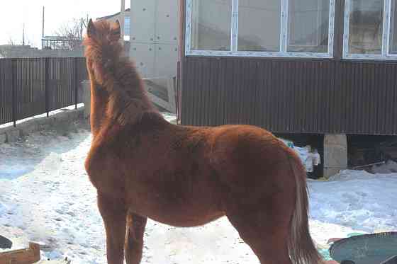 Верховая Племенная лошадь Костанайской породы  Астана