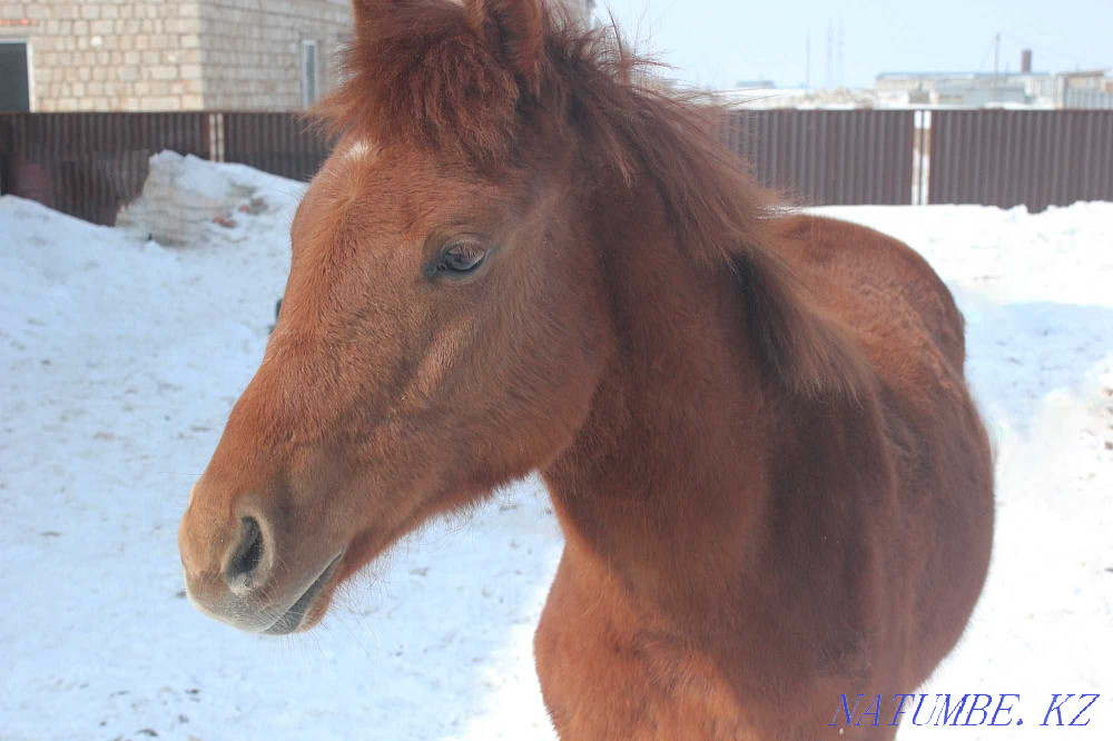 Horse breeding horse of the Kostanay breed Astana - photo 1