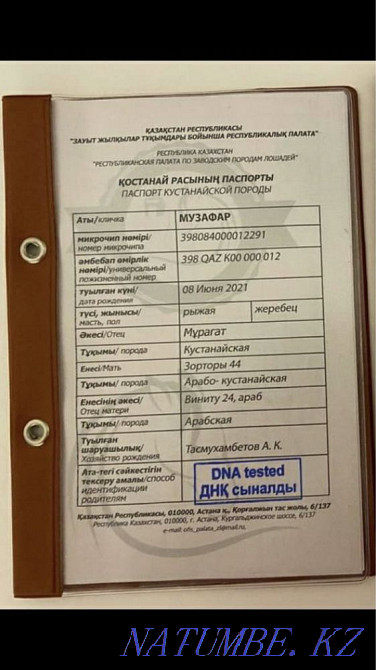 Horse breeding horse of the Kostanay breed Astana - photo 7