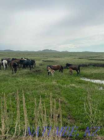 horses for sale Karagandy - photo 3