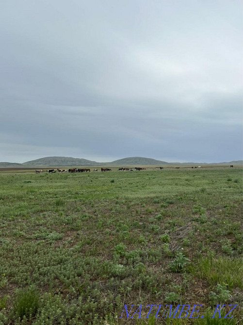 Продаются лошади Караганда - изображение 6