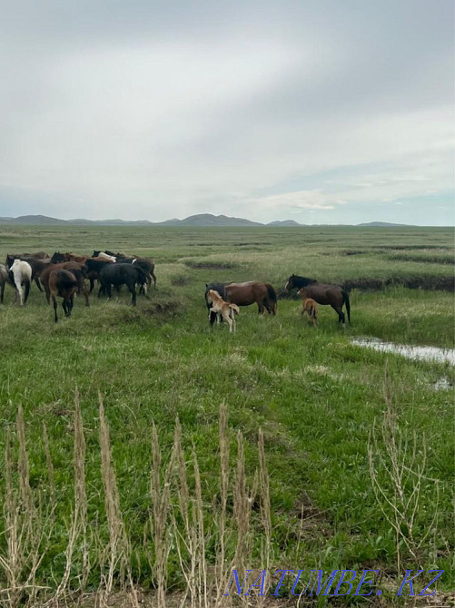 Продаются лошади Караганда - изображение 3
