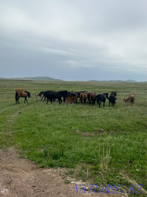 Продаются лошади Караганда - изображение 1