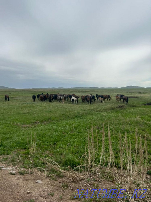 Продаются лошади Караганда - изображение 4