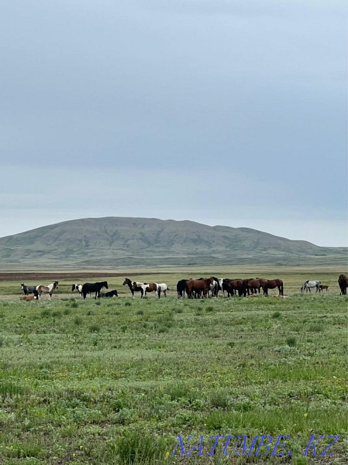 Продаются лошади Караганда - изображение 5