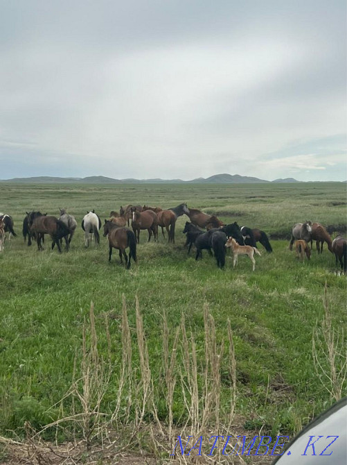 Продаются лошади Караганда - изображение 2
