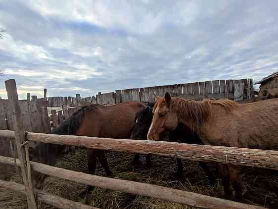 Продаются лошади, жеребцы Pavlodar