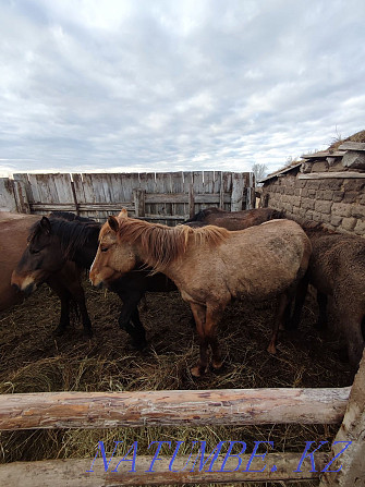 Horses and stallions for sale Pavlodar - photo 6