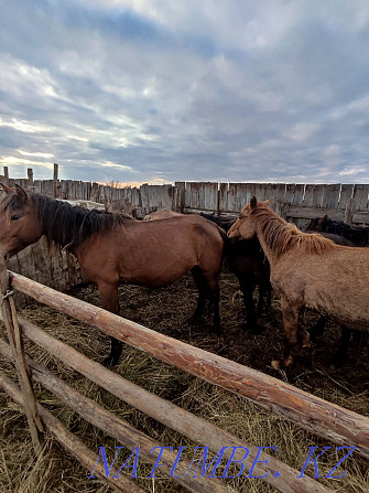 Horses and stallions for sale Pavlodar - photo 1