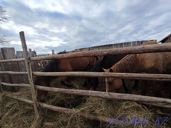 Horses and stallions for sale Pavlodar - photo 7