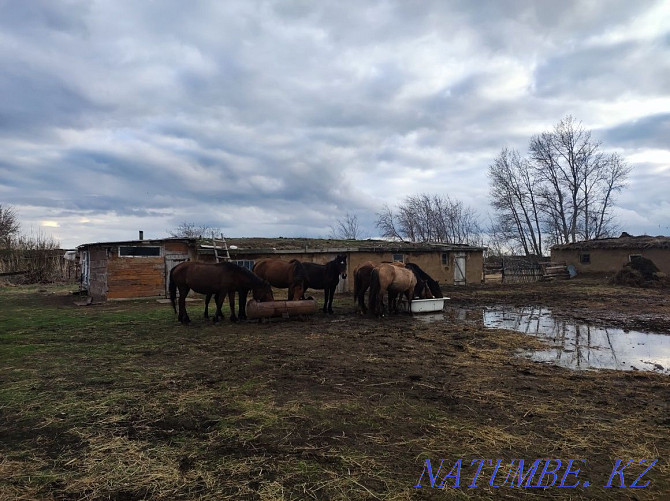 Horses and stallions for sale Pavlodar - photo 8