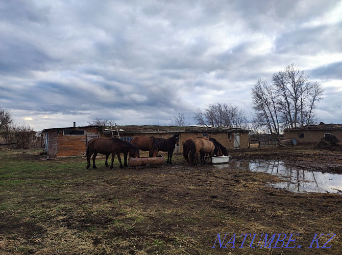 Horses and stallions for sale Pavlodar - photo 5