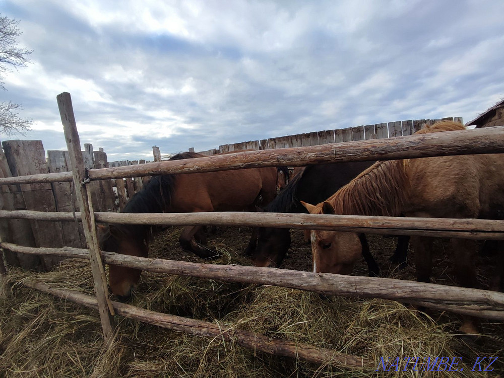 Horses and stallions for sale Pavlodar - photo 7