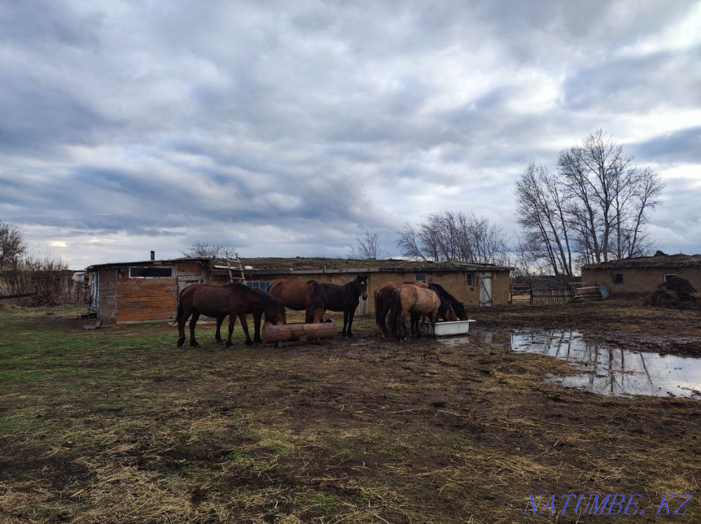 Horses and stallions for sale Pavlodar - photo 5