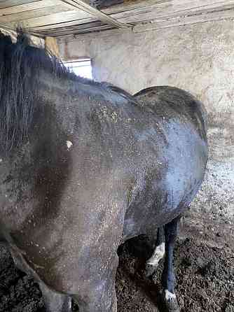Жирные лошади в Атбасаре Костанай