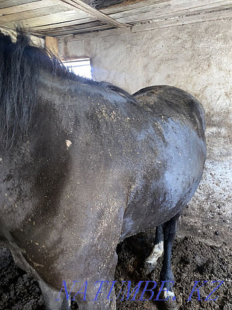 Fat horses in Atbasar Kostanay - photo 1