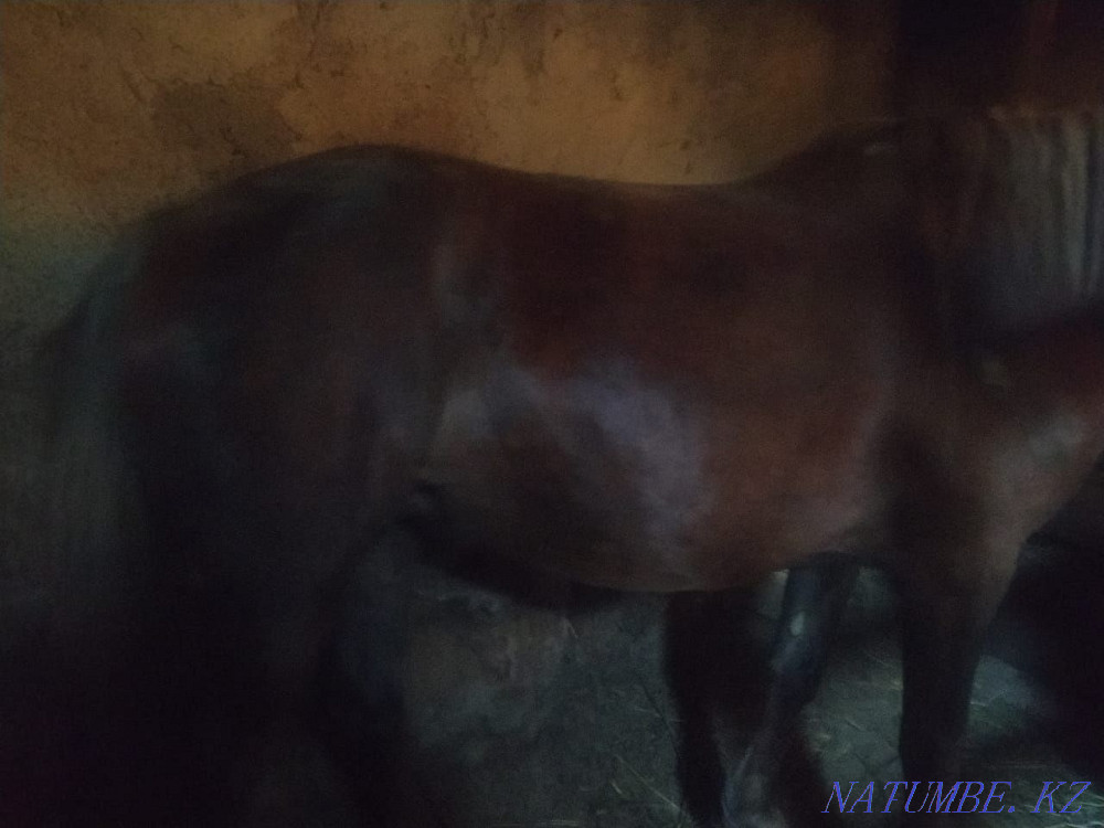 Horse Horses Astana - photo 2