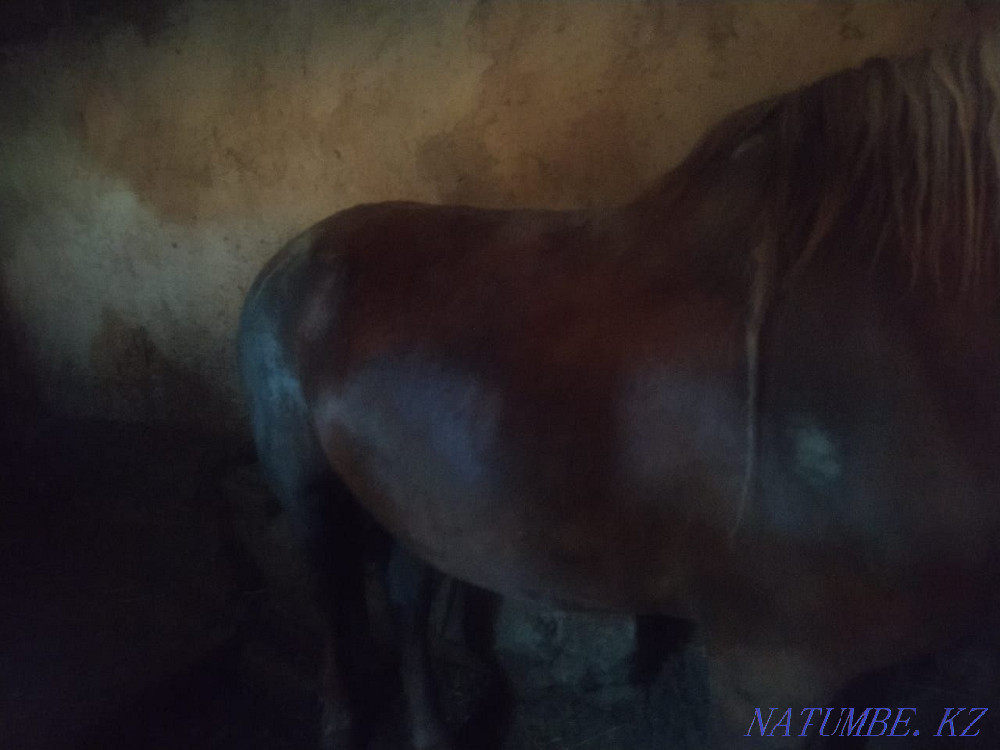 Horse Horses Astana - photo 1