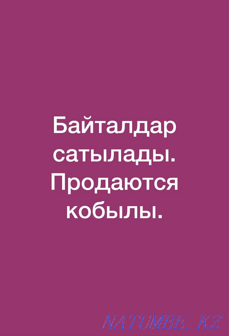 horses for sale Khromtau - photo 1