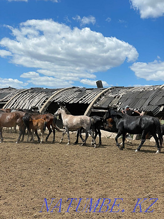 horses for sale Нуркен - photo 2