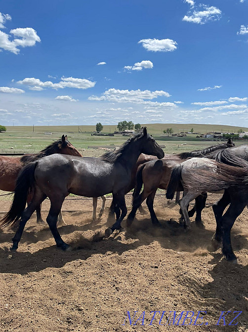 horses for sale Нуркен - photo 1