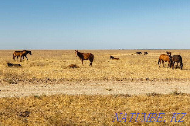 Horses  - photo 1