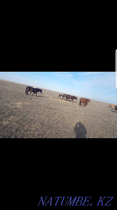 Жылқы, билер, әйтеке би аудандары  Ақтөбе  - изображение 5