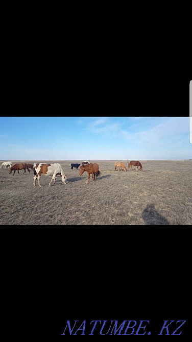 Жылқы, билер, әйтеке би аудандары  Ақтөбе  - изображение 1