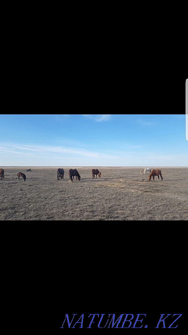 Жылқы, билер, әйтеке би аудандары  Ақтөбе  - изображение 4