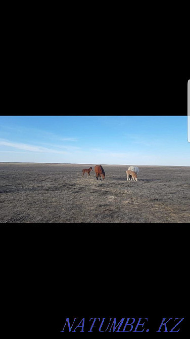 Жылқы, билер, әйтеке би аудандары  Ақтөбе  - изображение 3