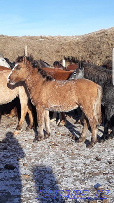 Жылқы, билер, әйтеке би аудандары  Ақтөбе  - изображение 2