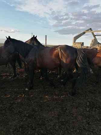 Лошади жеребцы на производство 