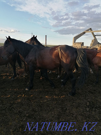 Horse stallions for production  - photo 1