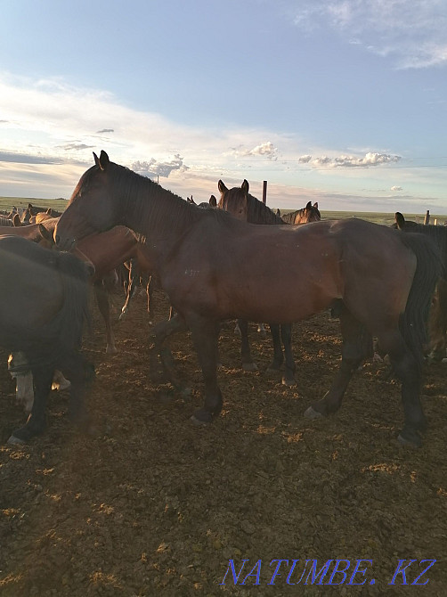 Лошади жеребцы на производство  - изображение 3