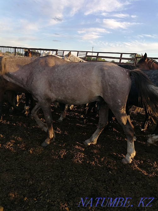 Лошади жеребцы на производство  - изображение 2