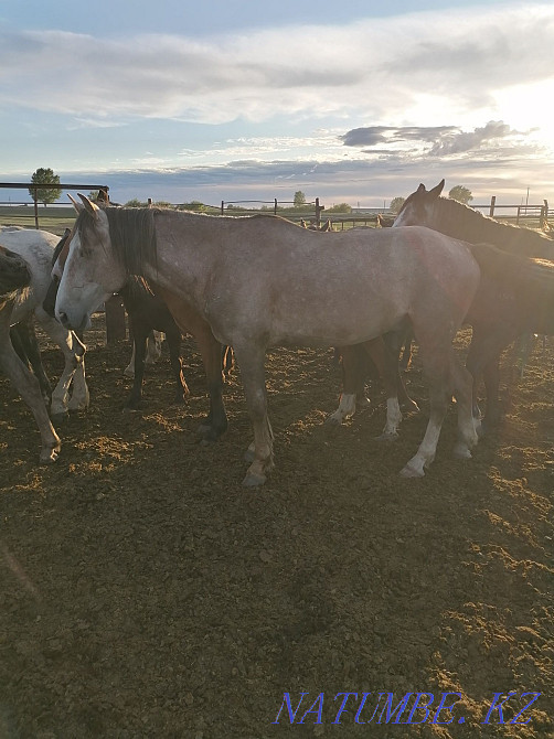 Лошади жеребцы на производство  - изображение 4