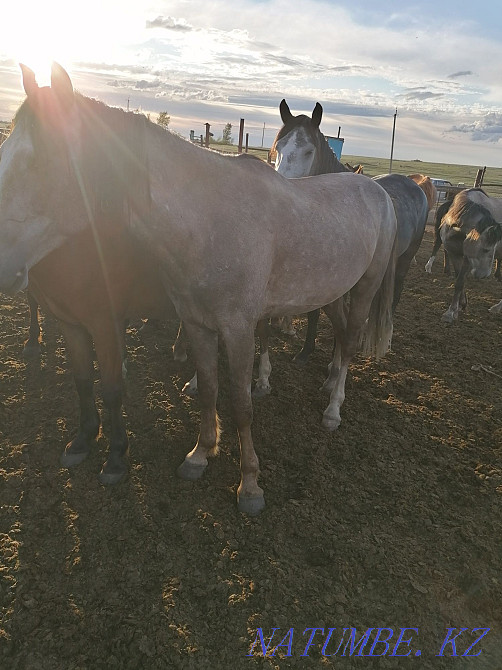 Лошади жеребцы на производство  - изображение 5