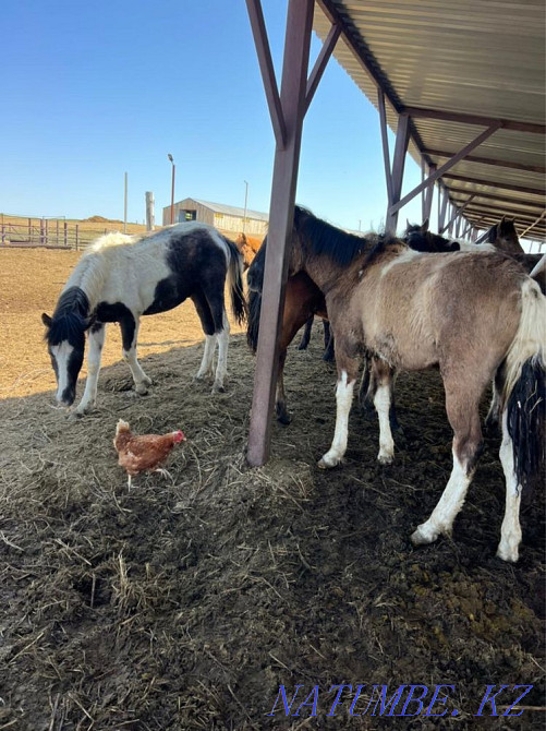 Жылқылар, ТАИ  Қарағанды - изображение 2