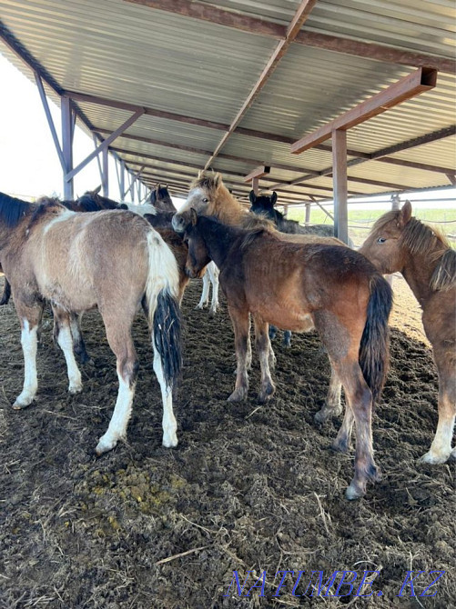 Жылқылар, ТАИ  Қарағанды - изображение 3