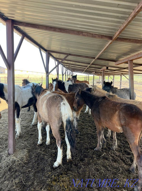Жылқылар, ТАИ  Қарағанды - изображение 5
