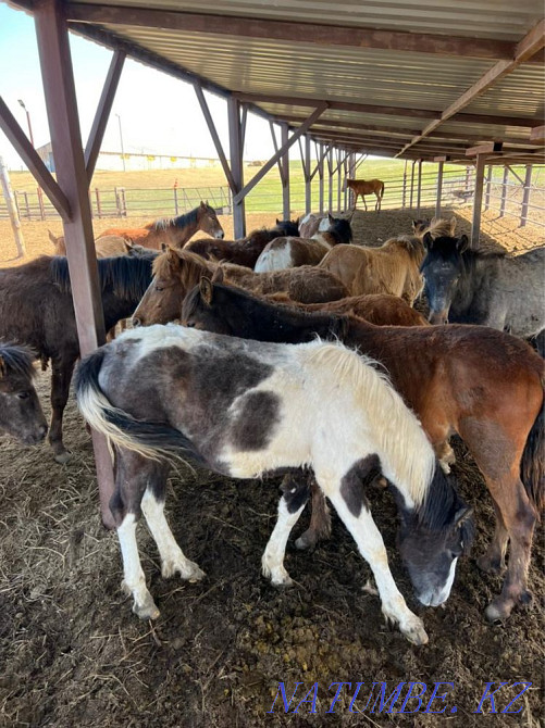 Жылқылар, ТАИ  Қарағанды - изображение 1