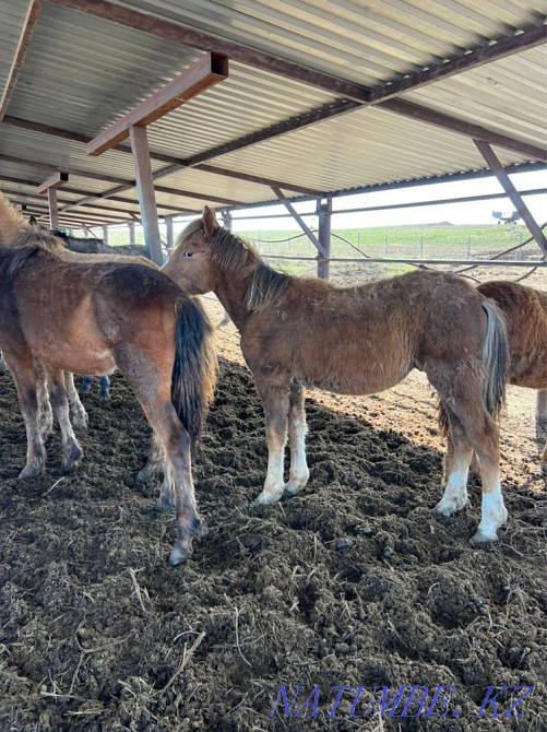 Жылқылар, ТАИ  Қарағанды - изображение 4