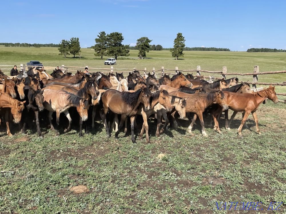 Продам лошадей жылкы (тайлар) Степногорск - изображение 2