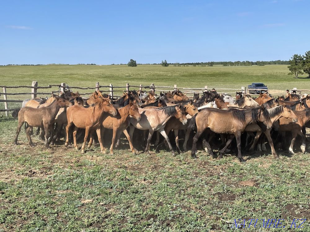 Продам лошадей жылкы (тайлар) Степногорск - изображение 3