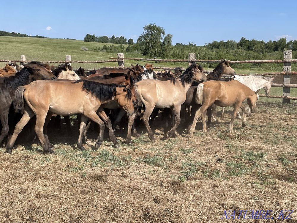 Продам лошадей жылкы (тайлар) Степногорск - изображение 4