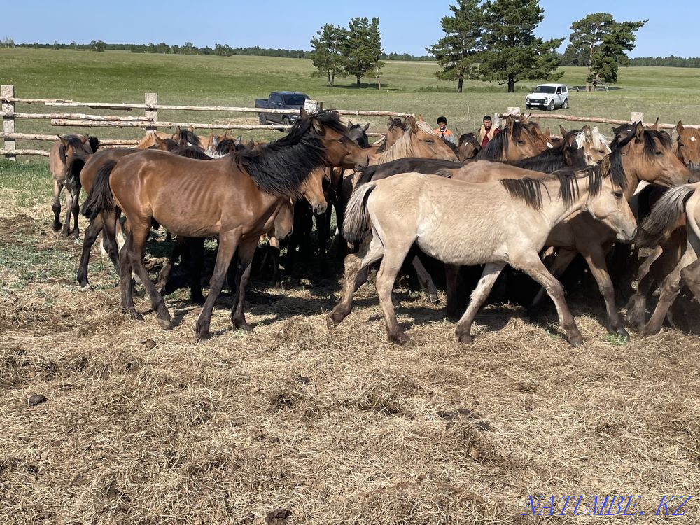 Продам лошадей жылкы (тайлар) Степногорск - изображение 1