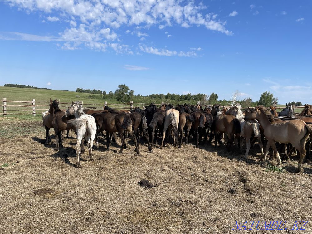 Продам лошадей жылкы (тайлар) Степногорск - изображение 5