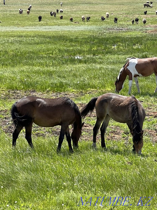 Мен жылқы сатамын  Астана - изображение 1