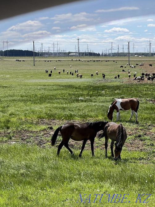 Мен жылқы сатамын  Астана - изображение 3